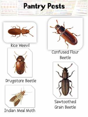 All About Pantry Pests And How To Get Rid Of Them