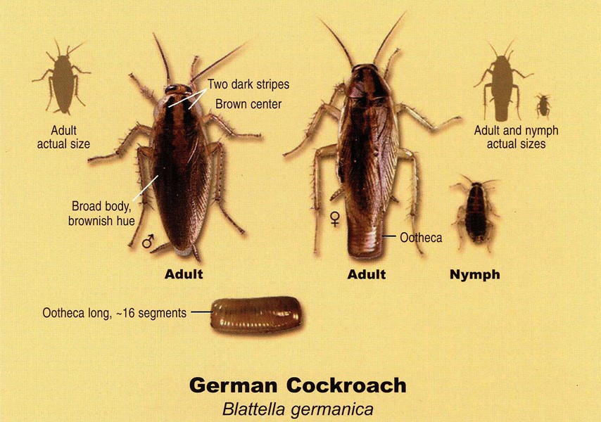 How To Get Rid Of German Cockroaches Logan Pest Control Australia 